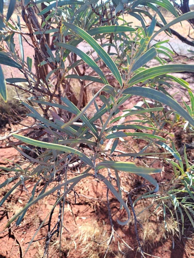 Acacia pruinocarpa photo 3