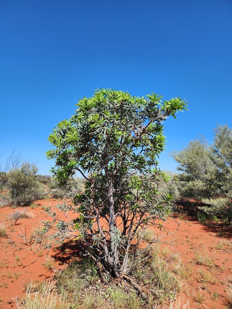 Acacia pruinocarpa photo 4