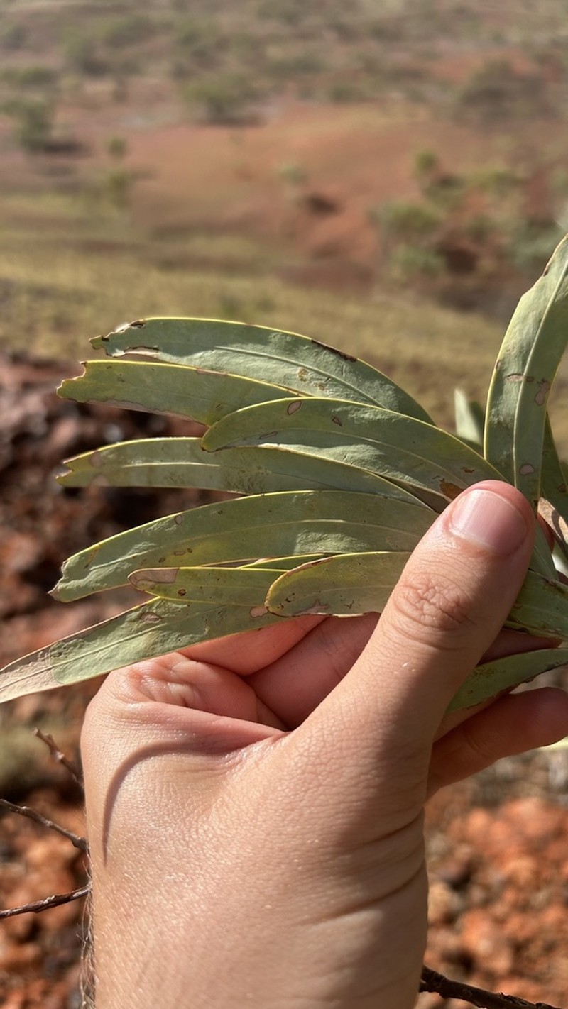Acacia pruinocarpa photo 5
