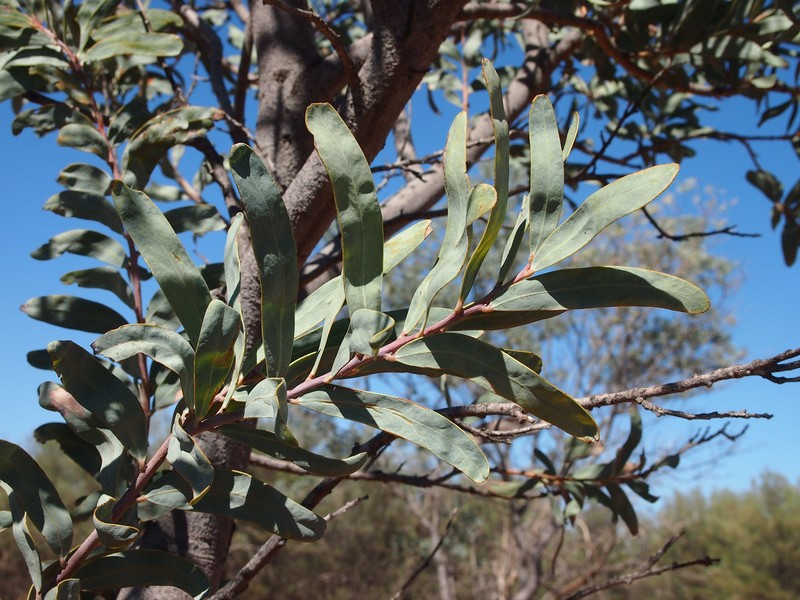 Acacia pruinocarpa photo 6