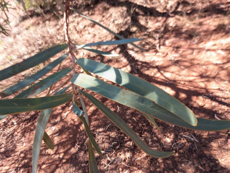 Acacia pruinocarpa photo 8