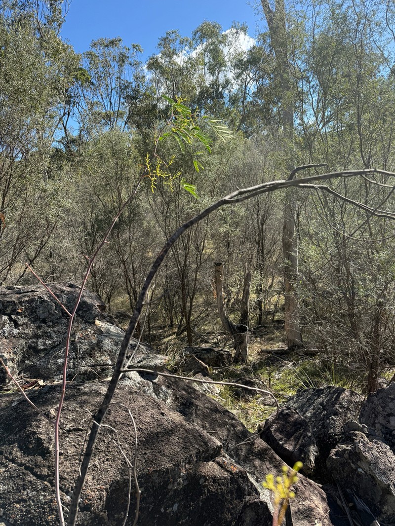 Frosty Wattle photo 2