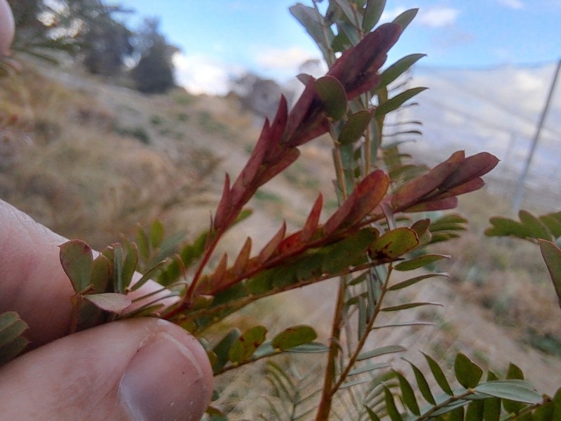 Frosty Wattle photo 3