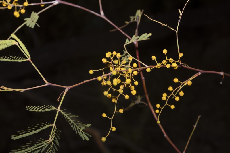 Frosty Wattle photo 4