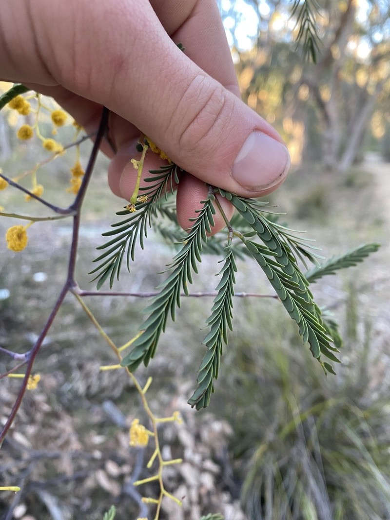 Frosty Wattle photo 5