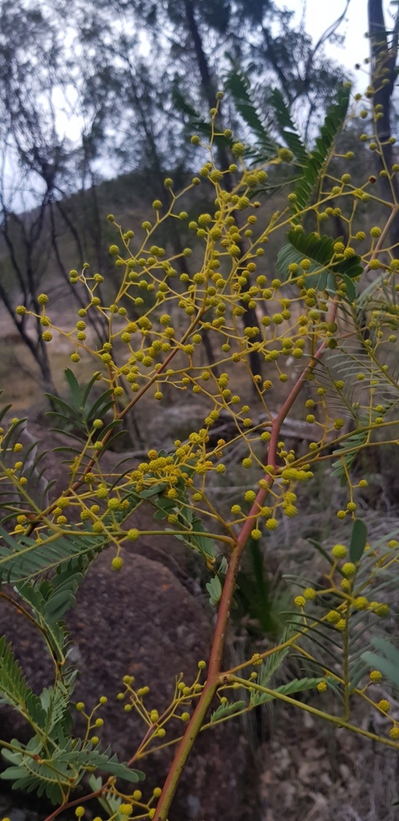 Frosty Wattle photo 6
