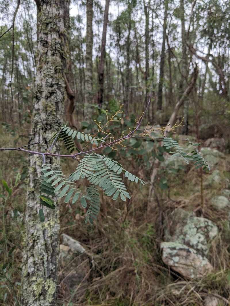 Frosty Wattle photo 7
