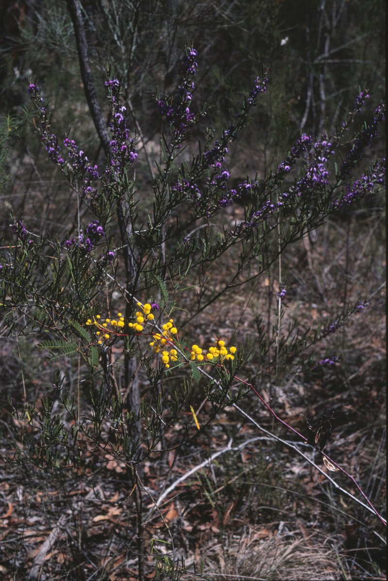 Frosty Wattle
