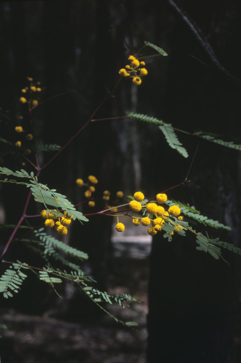 Frosty Wattle