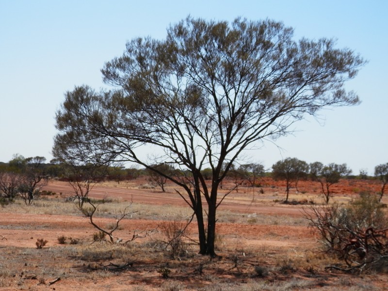 Acacia pteraneura
