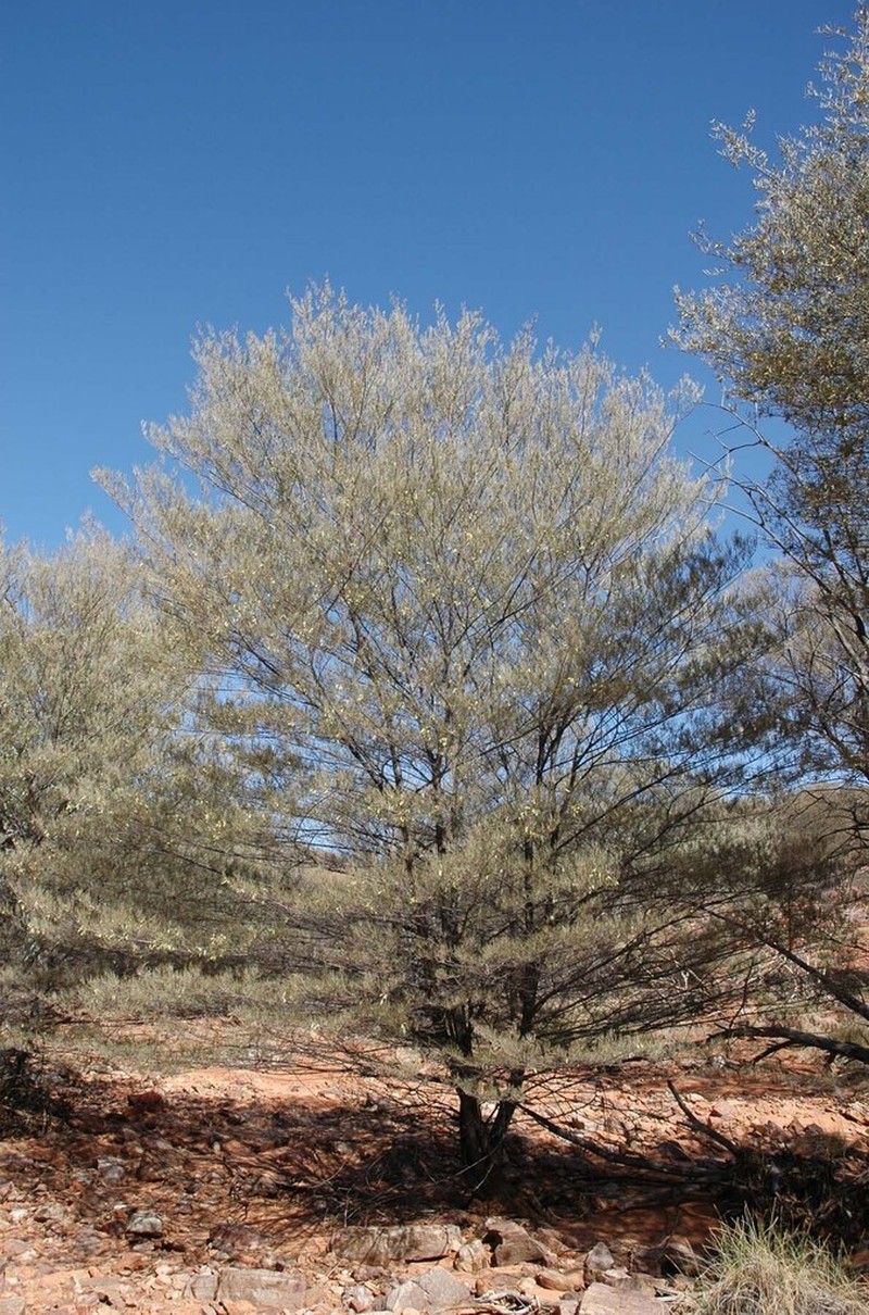 Acacia pteraneura photo 2