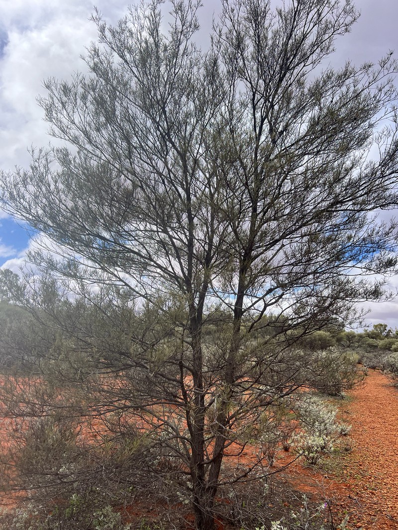 Acacia pteraneura photo 3