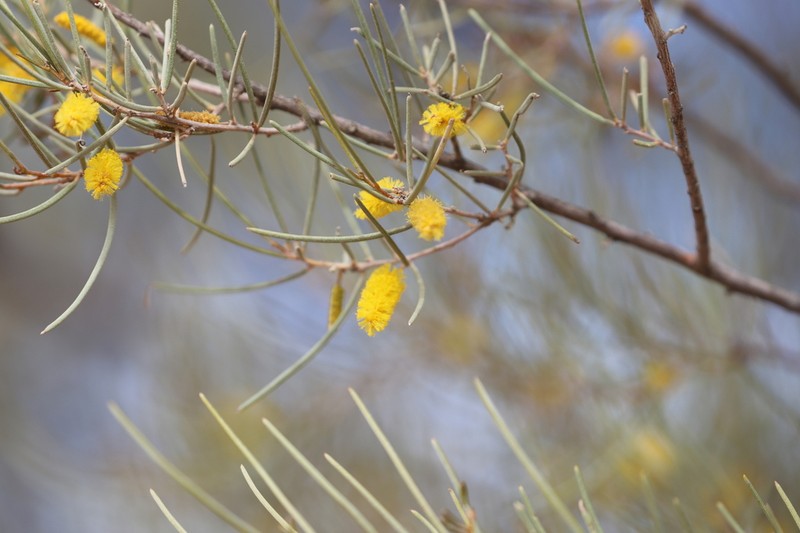 Acacia pteraneura photo 4
