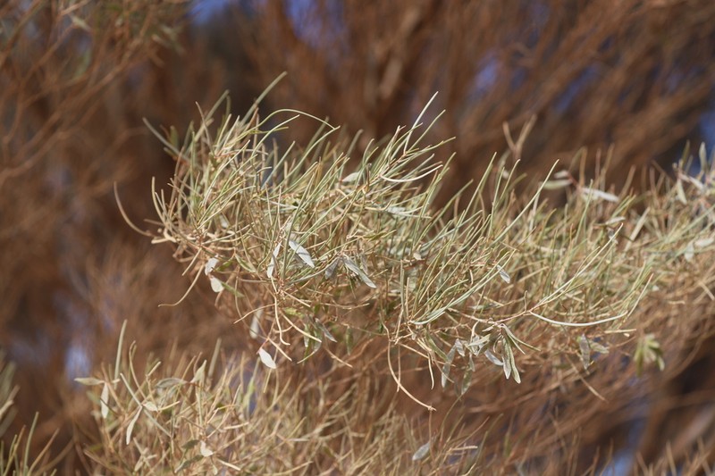 Acacia pteraneura photo 5