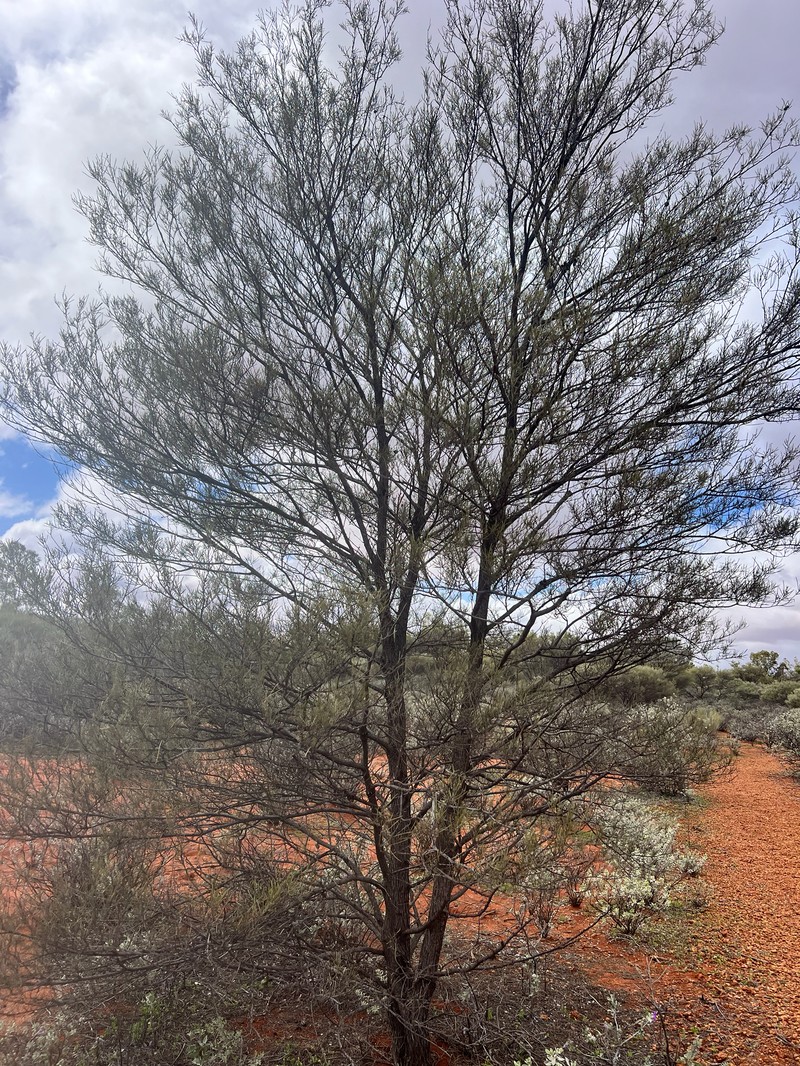 Acacia pteraneura photo 6