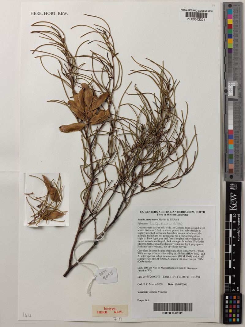 Acacia pteraneura photo 8