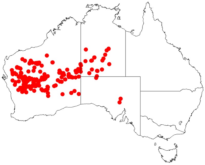 Acacia pteraneura