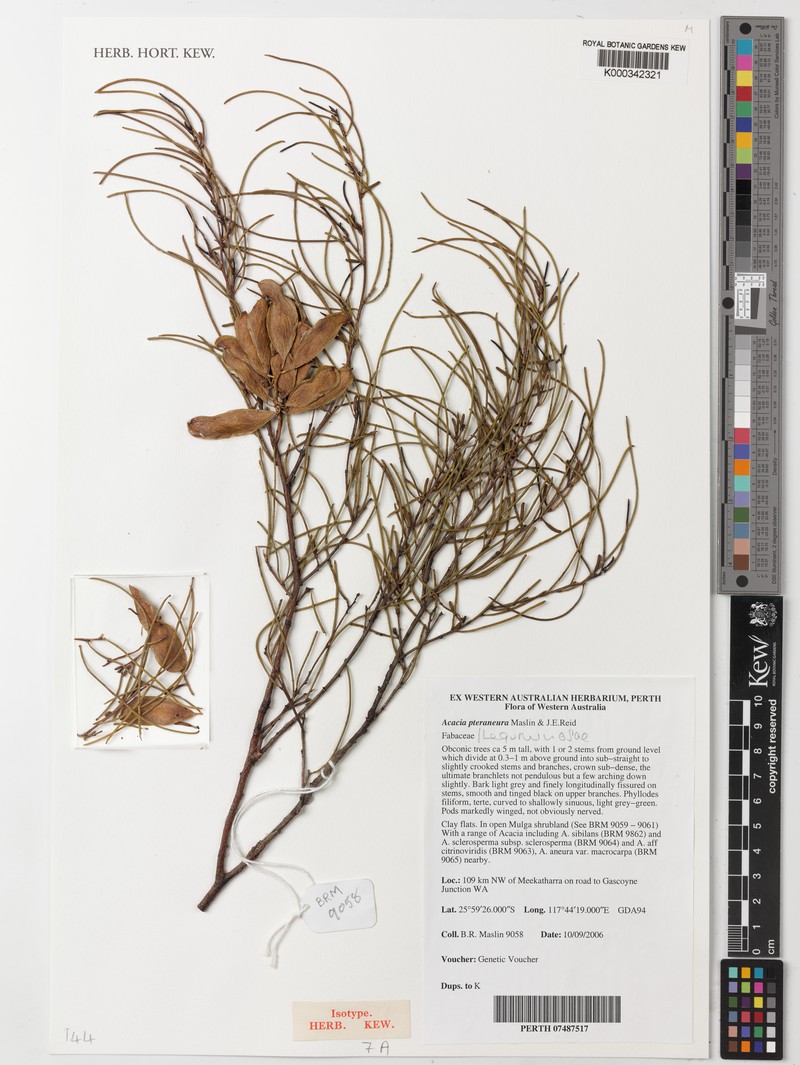 Acacia pteraneura photo 2