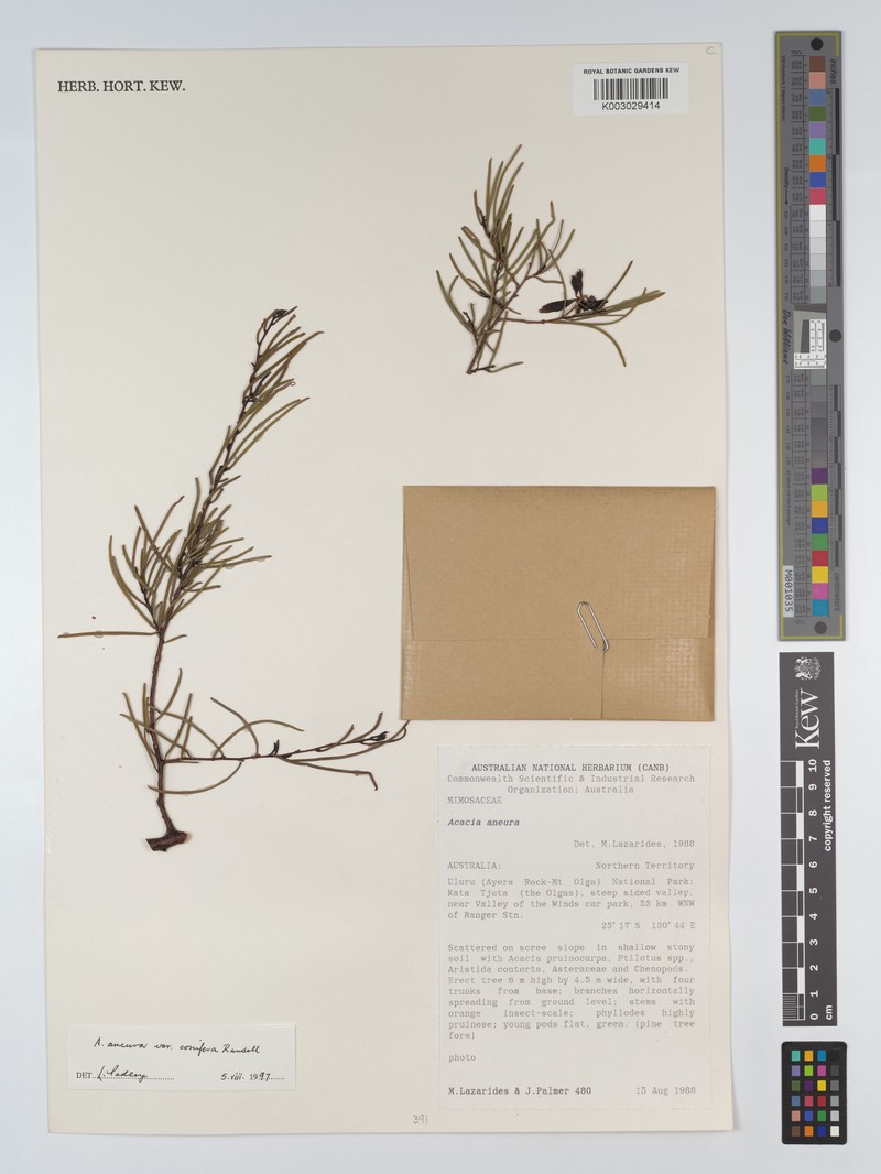 Acacia pteraneura photo 3