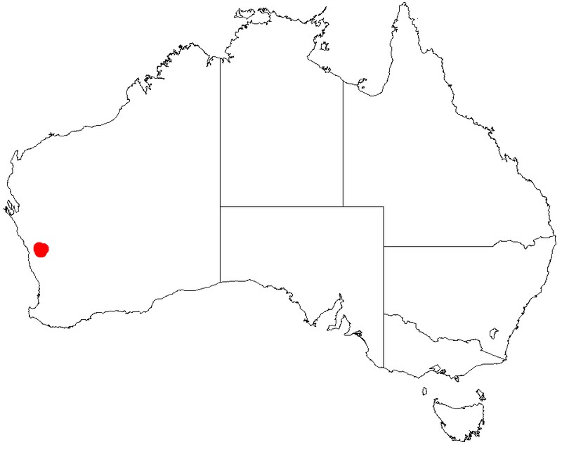 Acacia pterocaulon