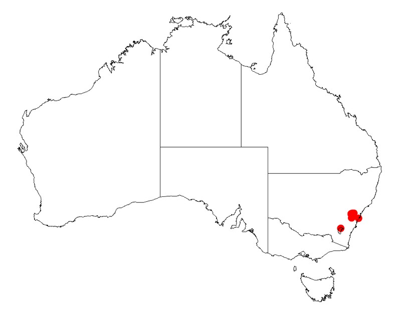 Acacia ptychoclada