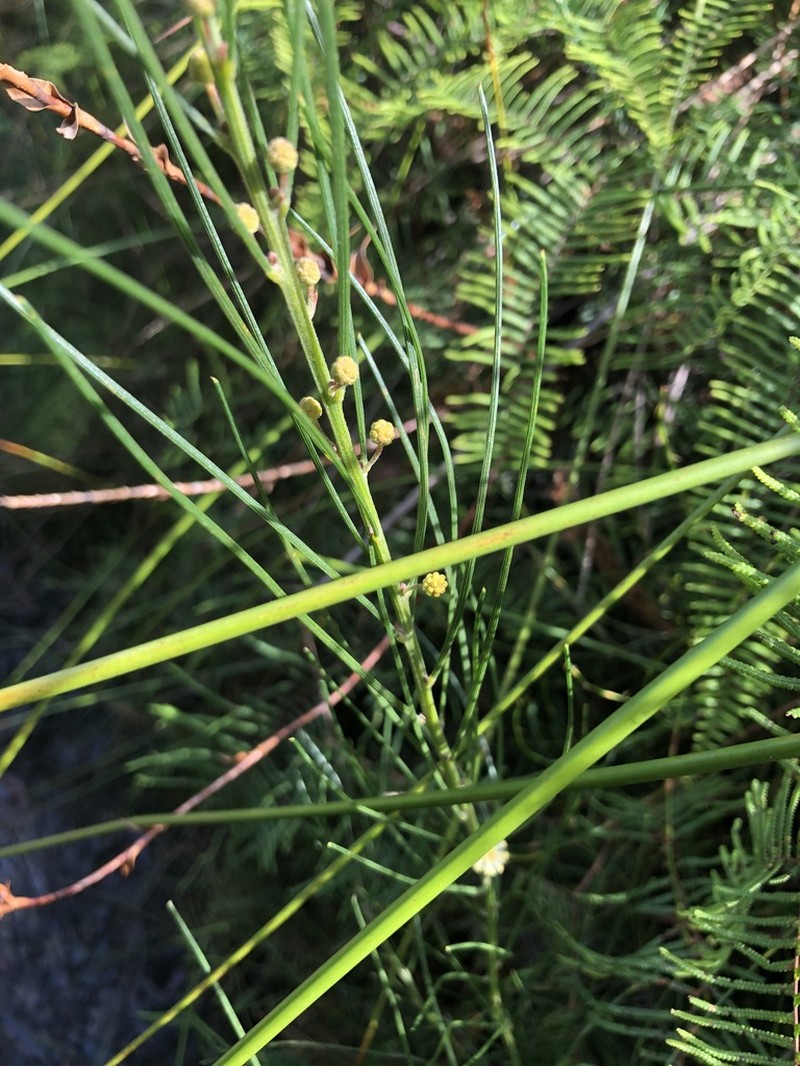 Acacia ptychoclada photo 2