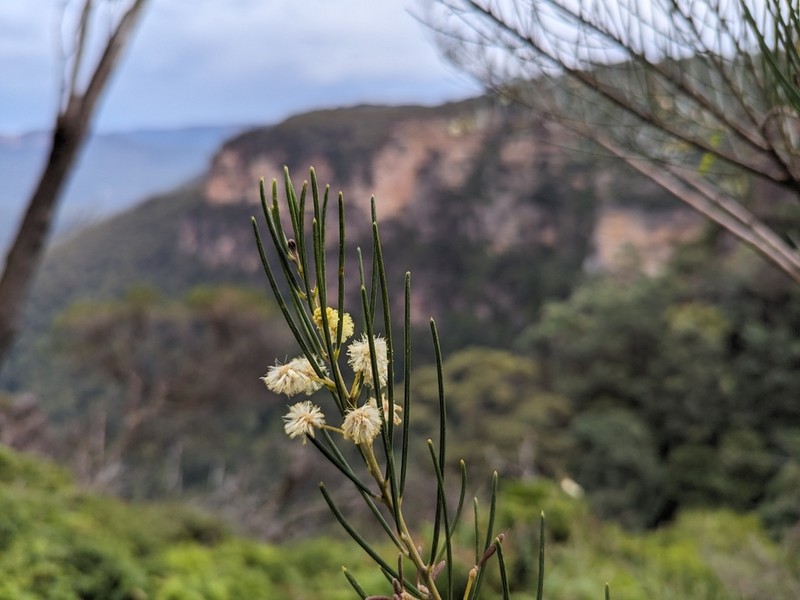 Acacia ptychoclada photo 3