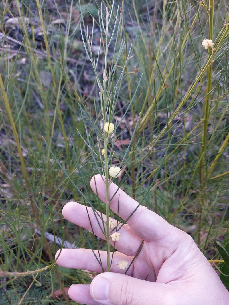 Acacia ptychoclada photo 6
