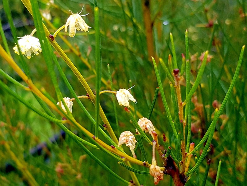 Acacia ptychoclada photo 7