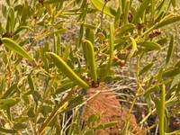 Acacia ptychophylla