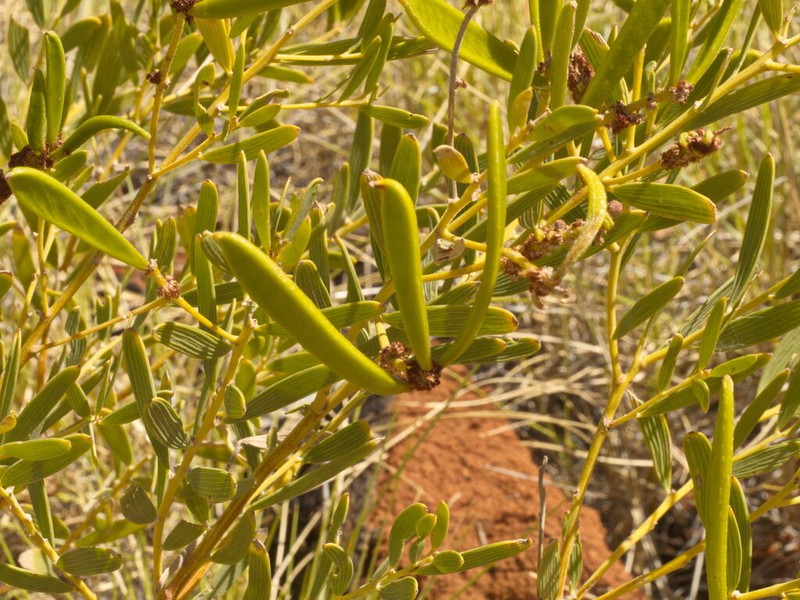 Acacia ptychophylla