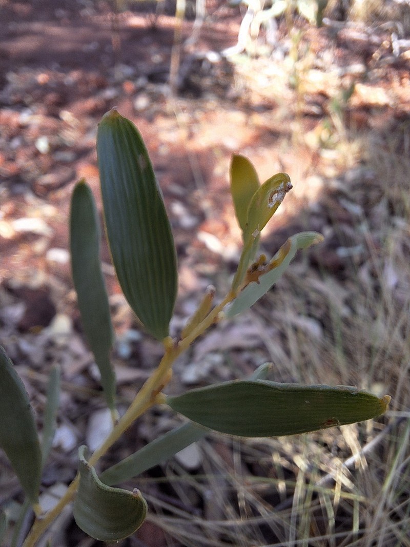 Acacia ptychophylla photo 2