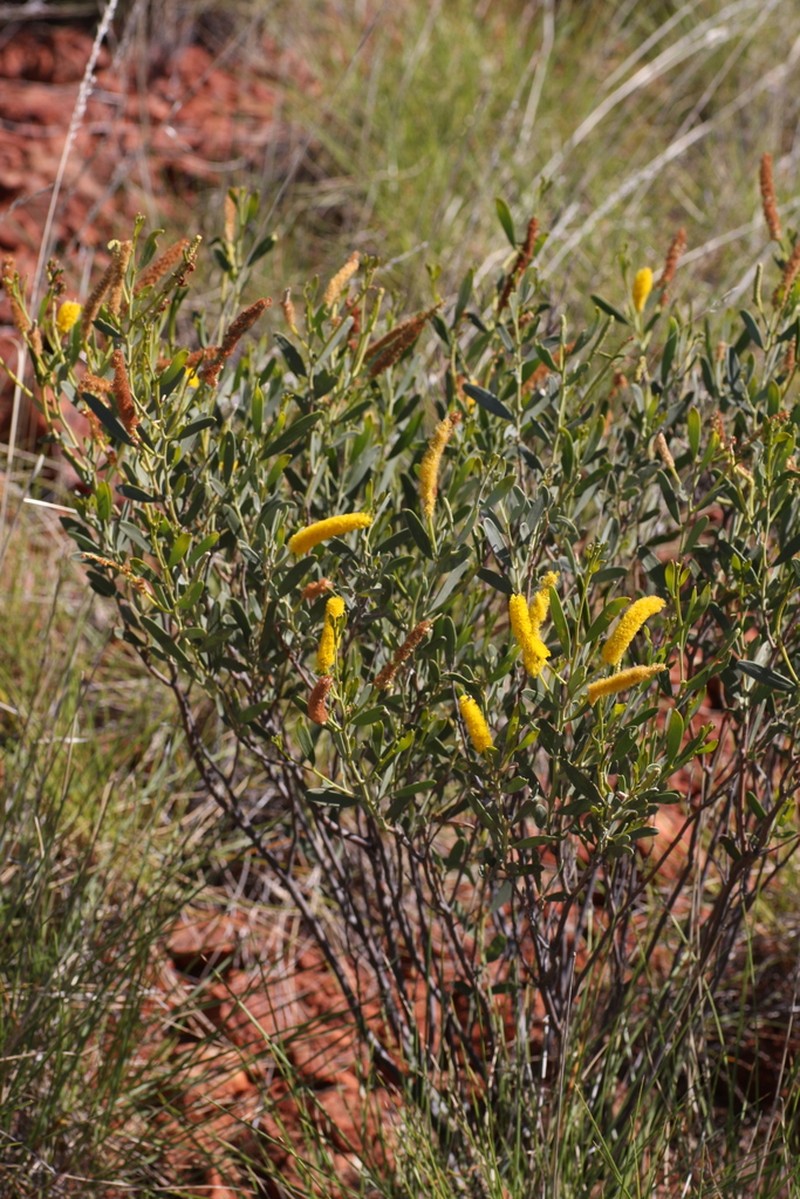 Acacia ptychophylla photo 3