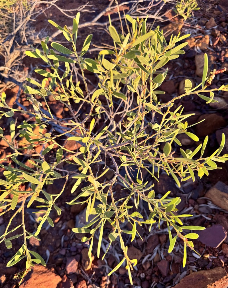 Acacia ptychophylla photo 4