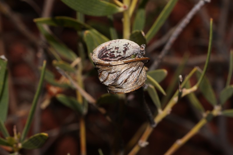 Acacia ptychophylla photo 5