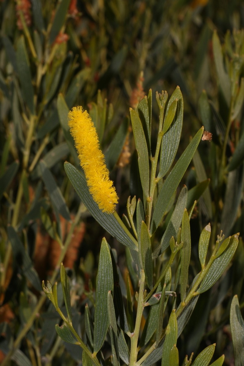 Acacia ptychophylla photo 6