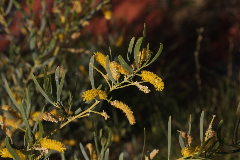 Acacia ptychophylla photo 7