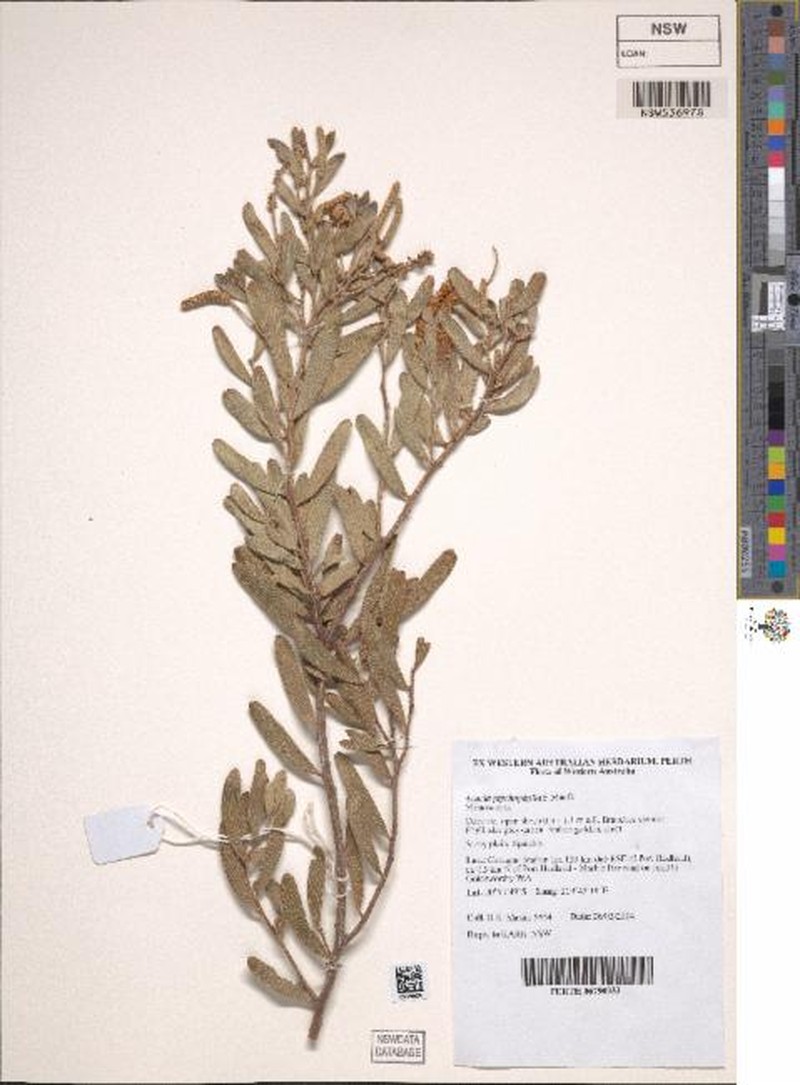 Acacia ptychophylla photo 8