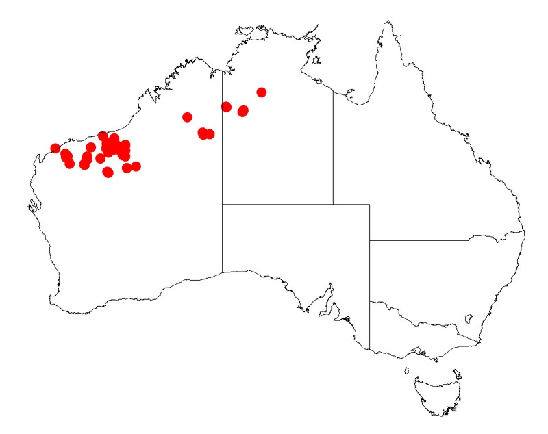 Acacia ptychophylla