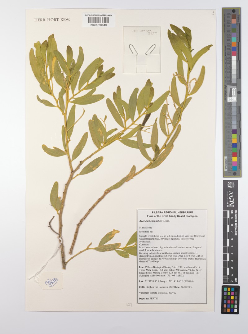 Acacia ptychophylla photo 2