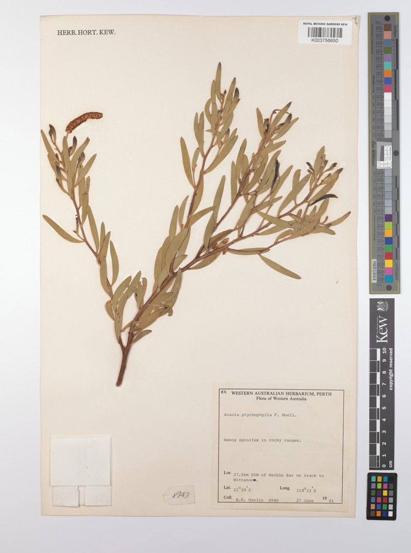 Acacia ptychophylla photo 3