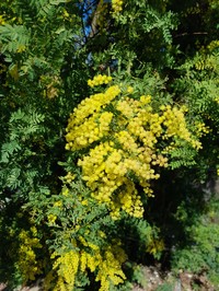 Acacia pubescens