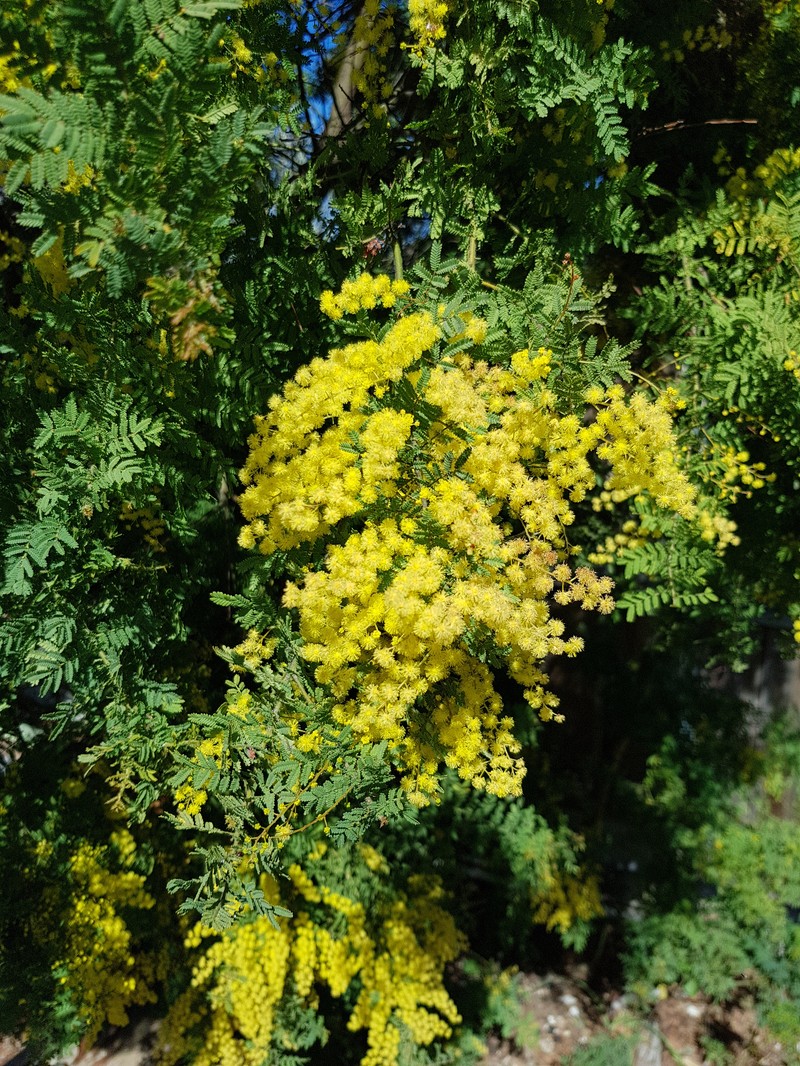 Acacia pubescens
