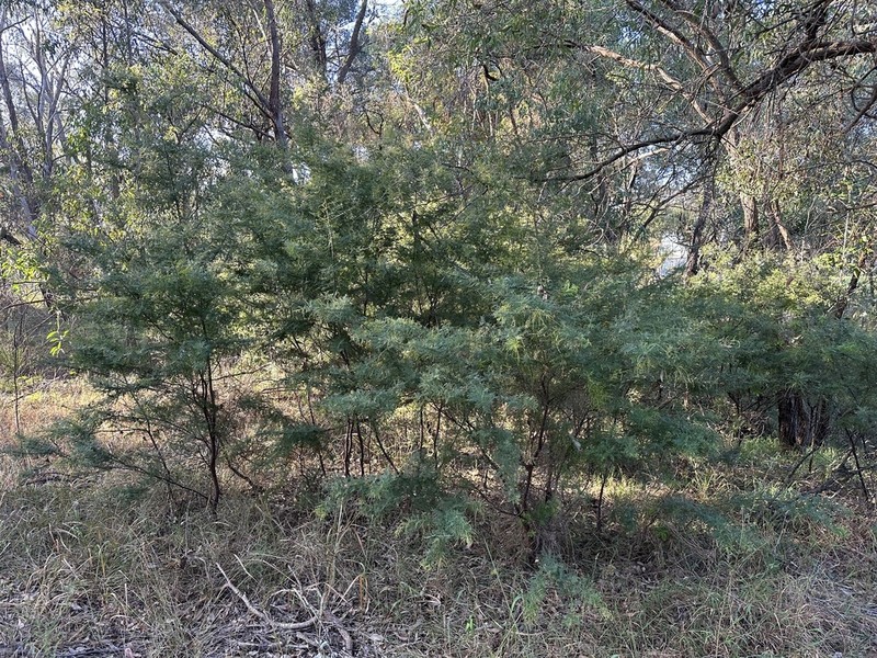 Acacia pubescens photo 2