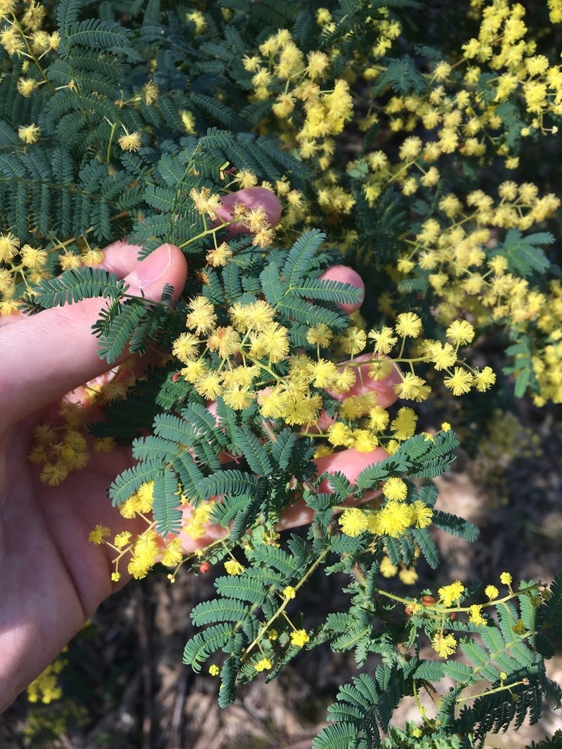 Acacia pubescens photo 3
