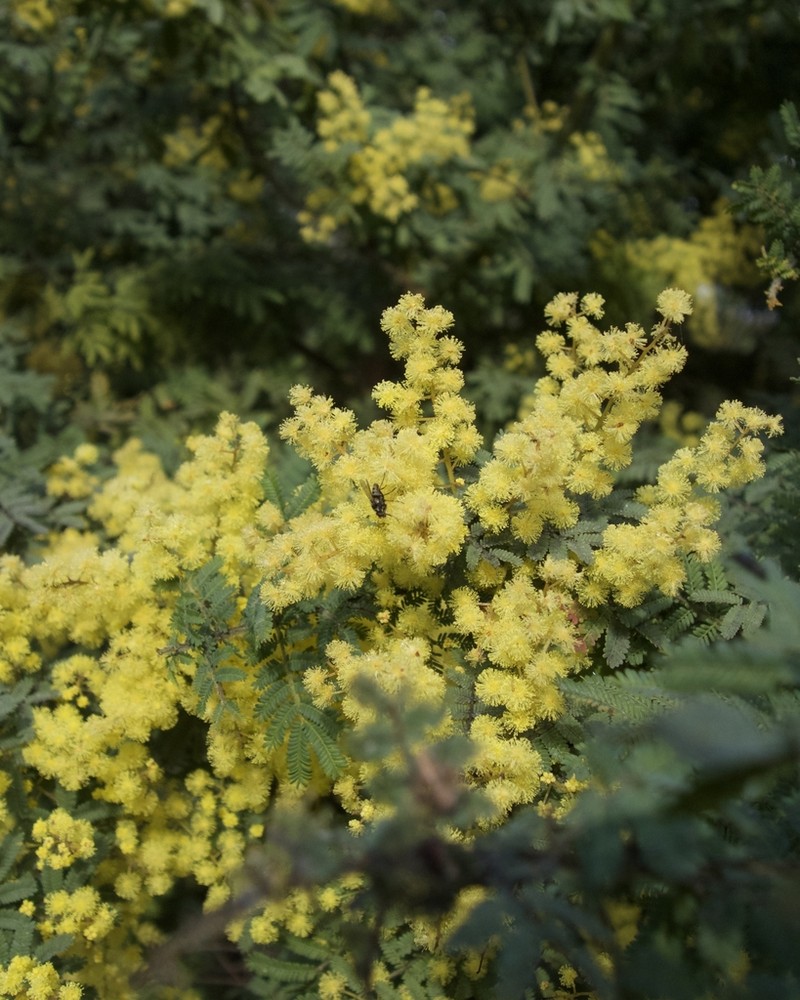 Acacia pubescens photo 4