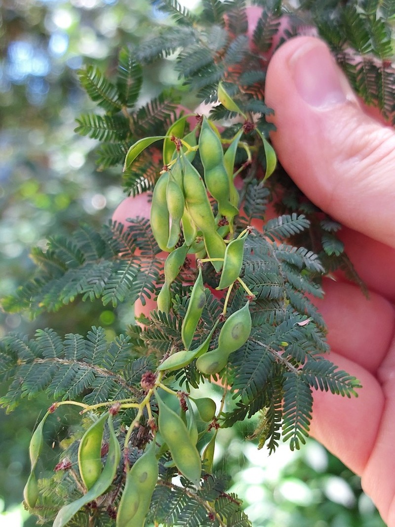 Acacia pubescens photo 5