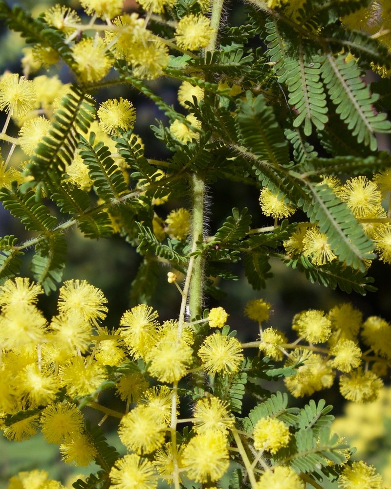 Acacia pubescens photo 6