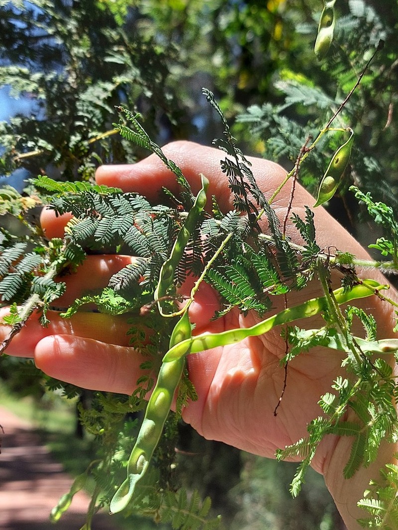 Acacia pubescens photo 7