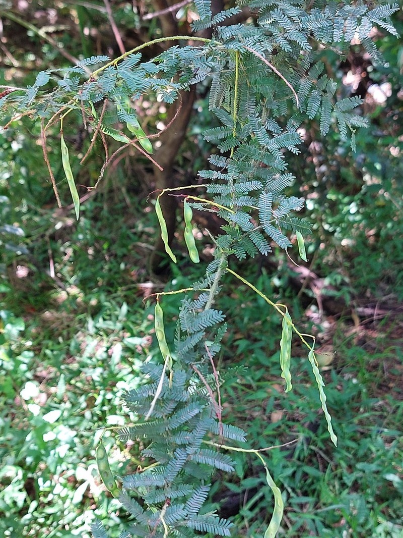 Acacia pubescens photo 8